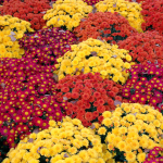 Chrysanthemen – Die winterharte Herbstpflanze richtig pflegen: Eine vollständige Anleitung: