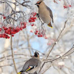 Vögel im Winter: Diese 10 Arten bringen Leben in unsere Gärten: